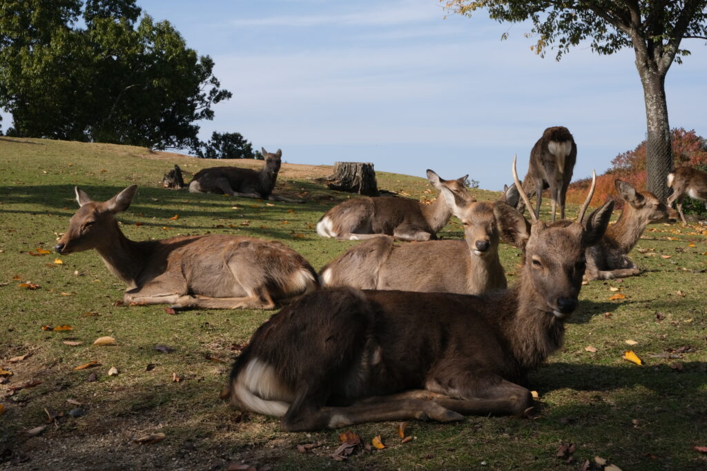 Een moment van rust in Nara Park. Een groep herten geniet samen van de zon op een grasveld, omringd door de herfstkleuren. Een vredig en iconisch beeld van Japan.