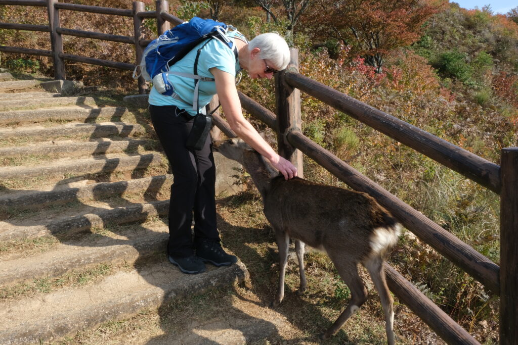 Een reiziger ontmoet de tamme Sika-herten in Nara Park, een hoogtepunt tijdens een rondreis door Japan.
